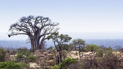Eine Darstellung von Baobab