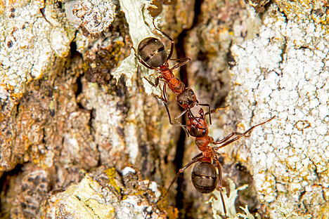 Eine Darstellung von Ameisensäure