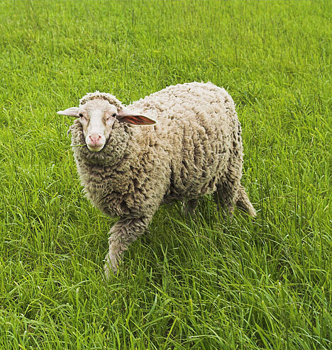 Eine Darstellung von Schafsunterbein