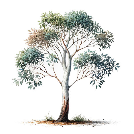 Eine Darstellung von Schnee-Eukalyptus