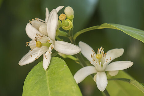 Eine Darstellung von Orangenblüte