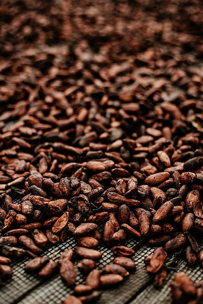Eine Darstellung von Kakaobohne
