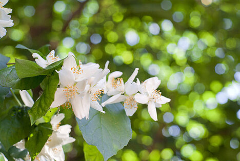 Eine Darstellung von Jasminblüte