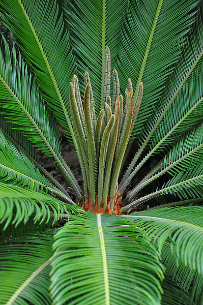Eine Darstellung von Palmfarn