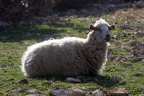 Eine Darstellung von Schafswollfett