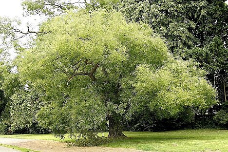 Eine Darstellung von Schnurbaum