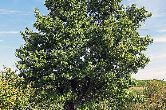 Speierling (Sorbus domestica)