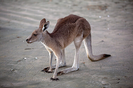 Eine Darstellung von Känguru