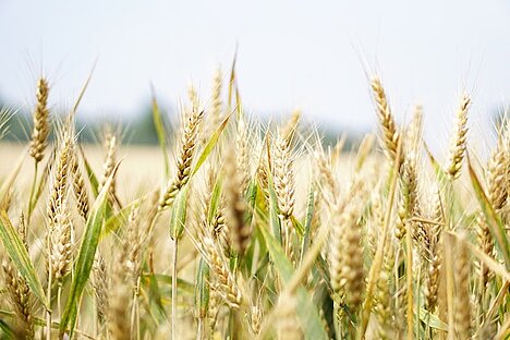 Eine Darstellung von Getreide