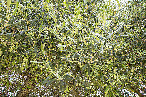 Eine Darstellung von Olivenblattextrakt-Pulver
