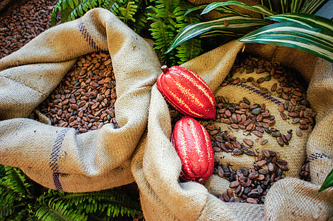 Eine Darstellung von Kakao