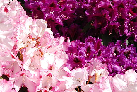 Eine Darstellung von Rhododendron