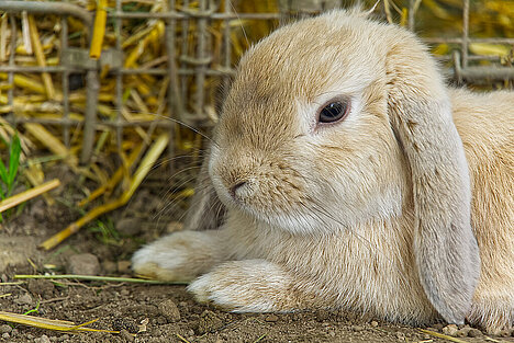 Eine Darstellung von Kaninchenherzen