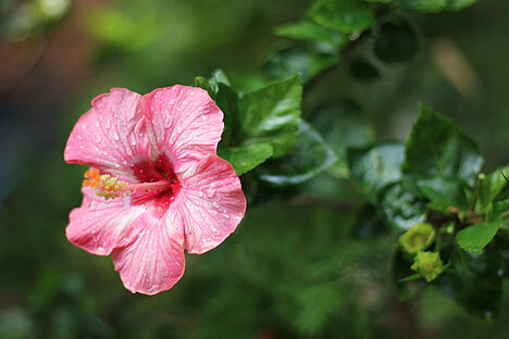 Eine Darstellung von Hibiskus