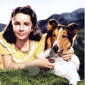 Das Cover vom Lassie-Film