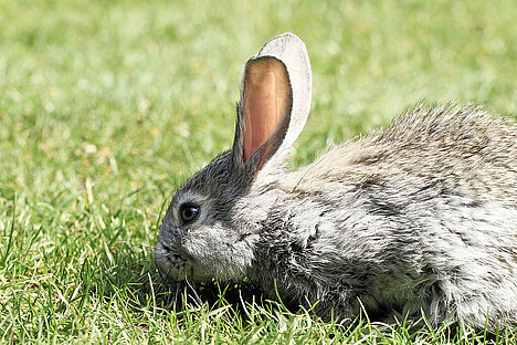 Eine Darstellung von Kaninchenknorpel