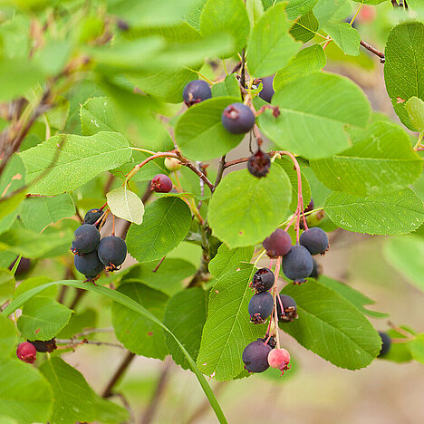 Eine Darstellung von Saskatoon-Beeren