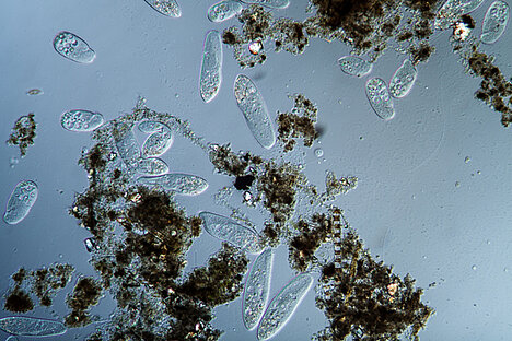 Eine Darstellung von gemahlenes Meeres-Zooplankton