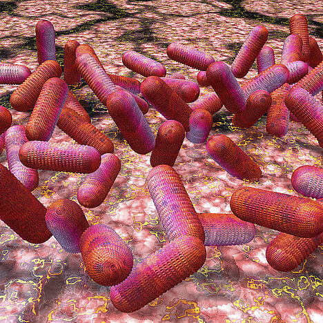 Eine Darstellung von E. coli