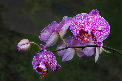 Eine Darstellung von Orchidee