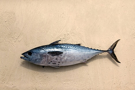 Eine Darstellung von Thunfisch