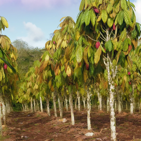 Eine Darstellung von Kakaobaum