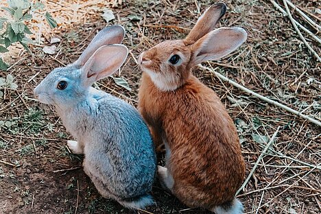 Eine Darstellung von Kaninchenohren