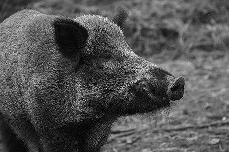 Eine Darstellung von Wildschweinherzen