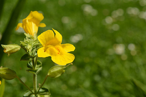 Eine Darstellung von Gelbe Gauklerblume