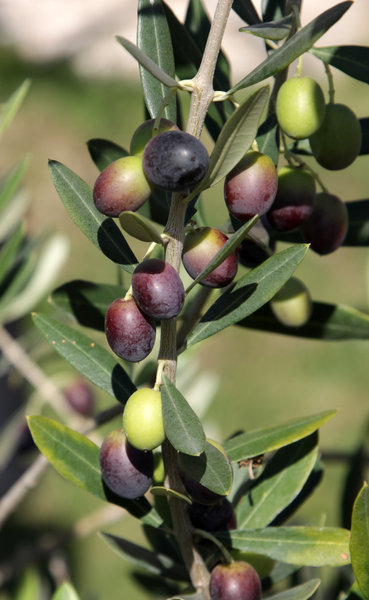 Eine Darstellung von Olivenbaum